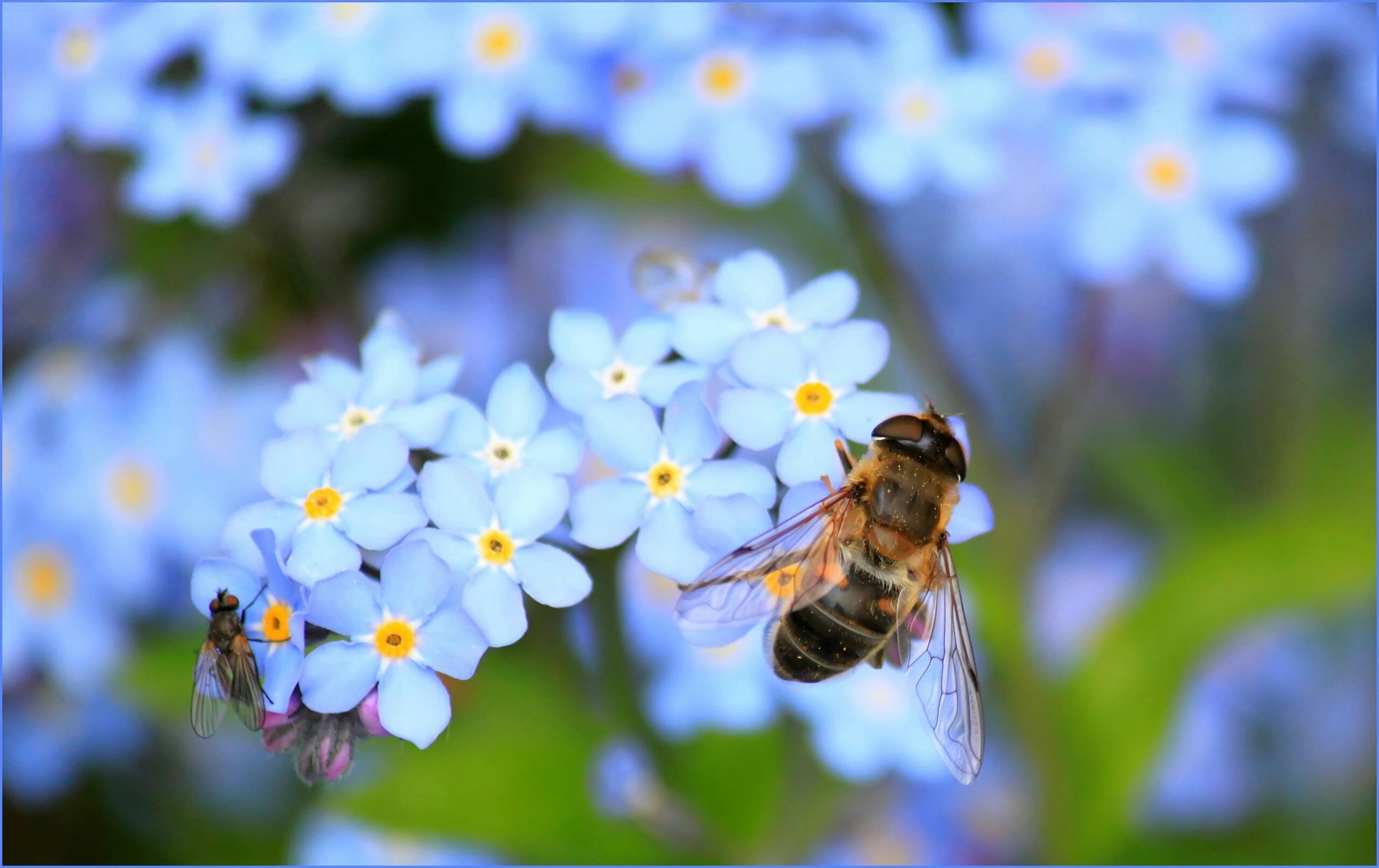 Discover | bee:wild.org - bee:wild | bee:wild.org