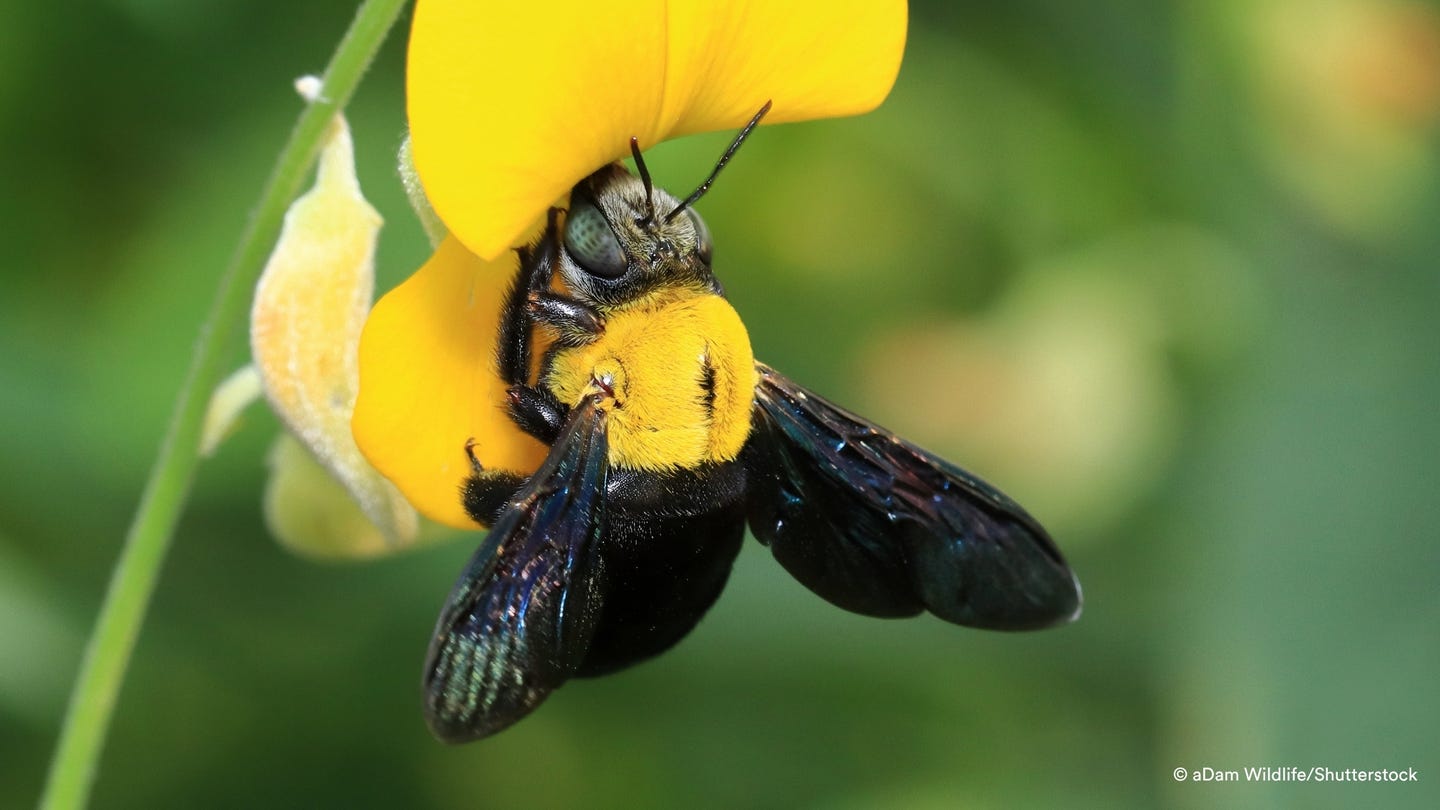 A Carpenter Bee with a vivid yellow thorax burrows into a bright yellow flower, set against a soft green background