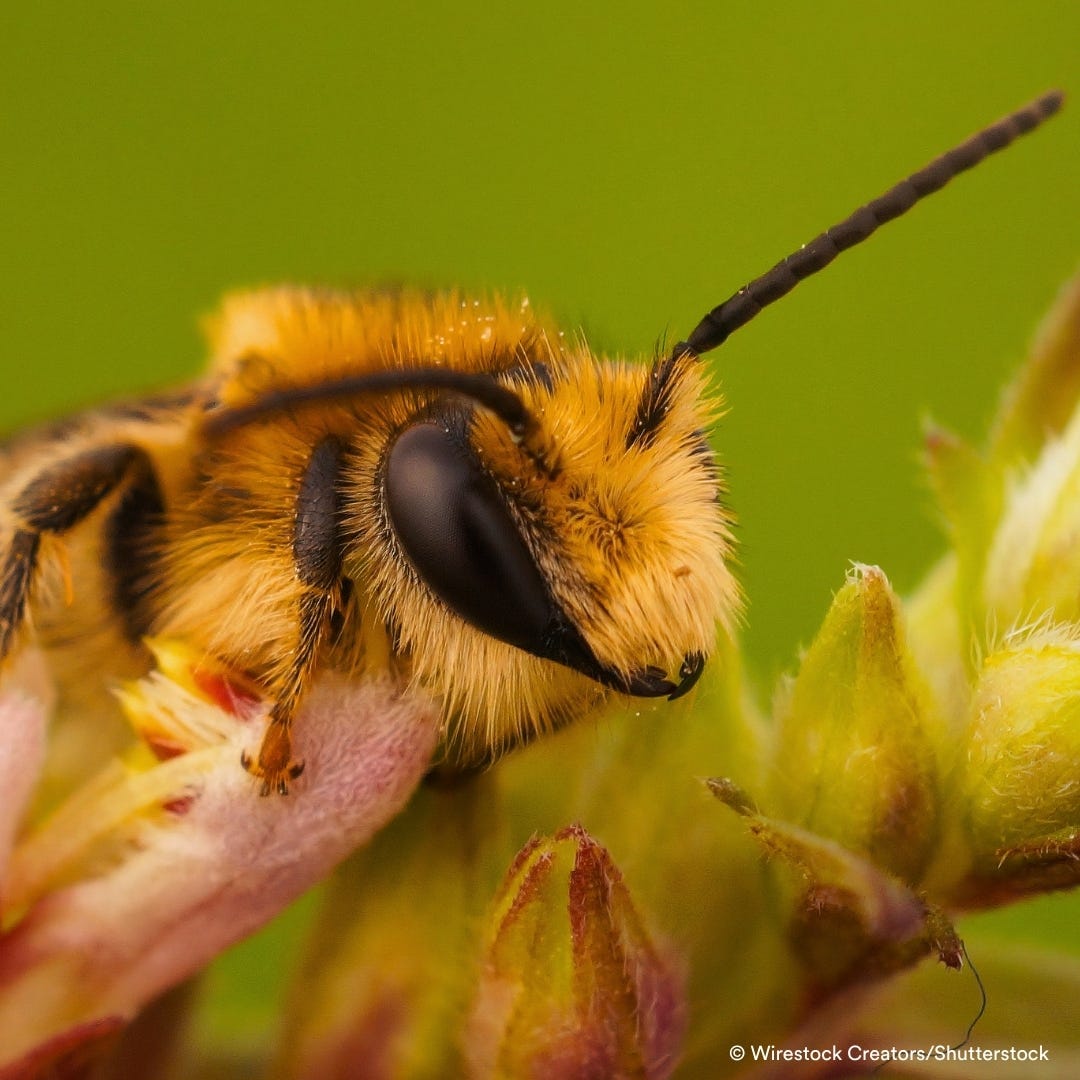 Extreme close-up of a single bee on budding flowers, the kind of wild pollinator Bee:wild's hospitality program works to protect. Its fuzzy face and compound eyes in sharp detail against a green background.