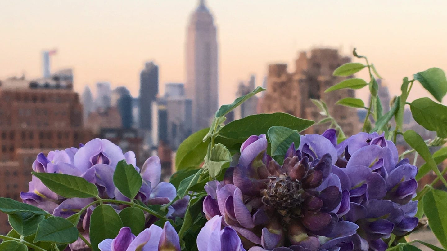 Purple wisteria on a New York City rooftop garden, showing how hospitality properties can create pollinator habitat in urban spaces.